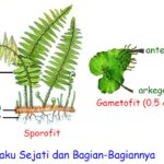 Daun Tumbuhan Paku yang Dapat Menghasilkan Spora Disebut Daun yang Sporofil