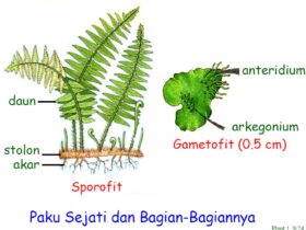 Daun Tumbuhan Paku yang Dapat Menghasilkan Spora Disebut Daun yang Sporofil