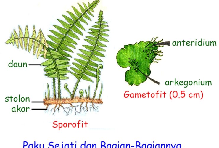 Daun Tumbuhan Paku yang Dapat Menghasilkan Spora Disebut Daun yang Sporofil