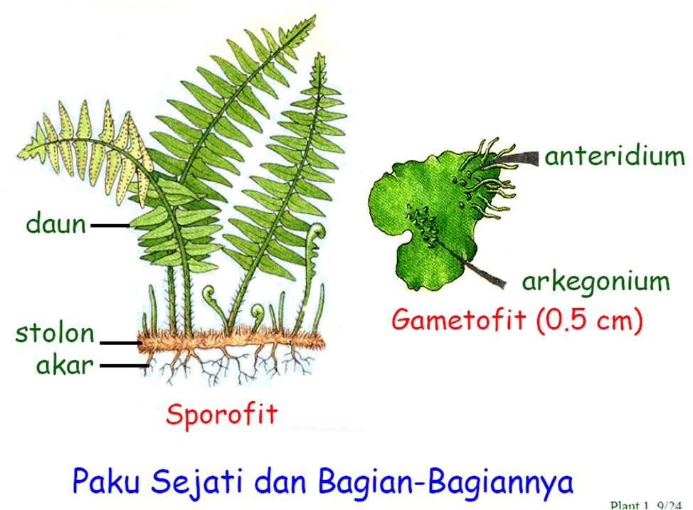 Daun Tumbuhan Paku yang Dapat Menghasilkan Spora Disebut Daun yang Sporofil
